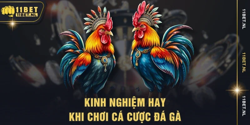 Kinh nghiệm hay khi chơi cá cược đá gà